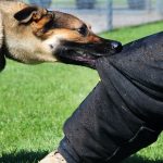 Things to Consider When Hiring a Dog Bite Accident Lawyer